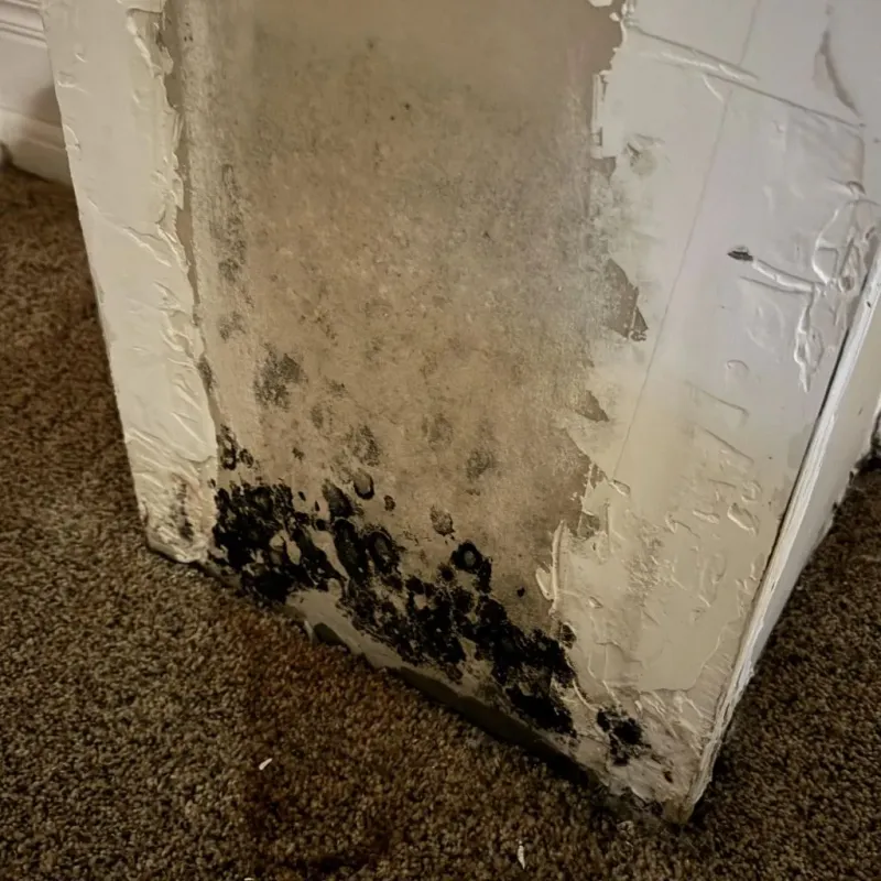 Professional Mold Removal in Chanute, KS